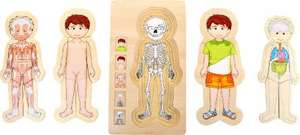 Schichtenpuzzle Anatomie Junge