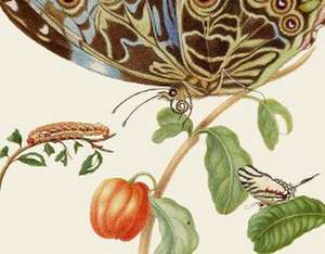 Maria Sibylla Merians Schmetterlinge - Gästebuch de Maria Sibylla Merian