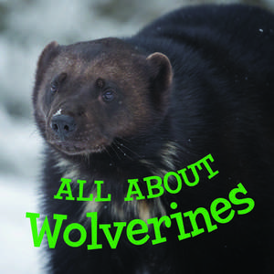 All about Wolverines: English Edition de Jordan Hoffman