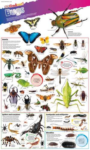 DKfindout! Bugs Poster de DK