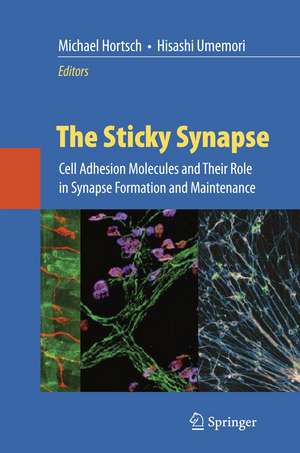 The Sticky Synapse: Cell Adhesion Molecules and Their Role in Synapse Formation and Maintenance de Michael Hortsch