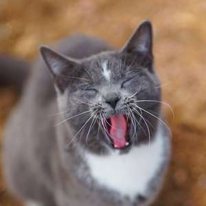 Colorado Barn Cats - Skunk and Chauncey de Jordan Wunderlich