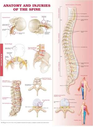 Anatomy and Injuries of the Spine Anatomical Chart de Anatomical Chart Company