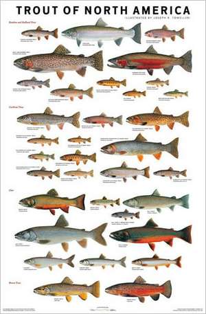 Trout of North America Poster de Joseph R. Tomelleri