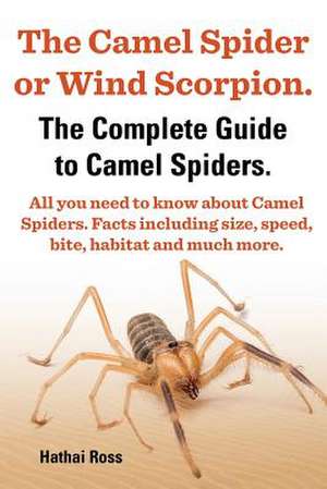 The Camel Spider or Wind Scorpion. the Complete Guide to Camel Spiders. All You Need to Know about Camel Spiders. Facts Including Size, Speed, Bite an de Hathai Ross