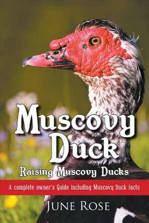 Muscovy Duck