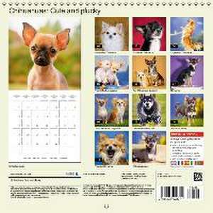 Chihuahuas: Cute and plucky (Wall Calendar 2015 300 × 300 mm Square) de K. A. Calvendo