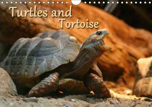 Turtles and Tortoise / UK-Version (Wall Calendar 2018 DIN A4 Landscape) de Barbara Mielewczyk