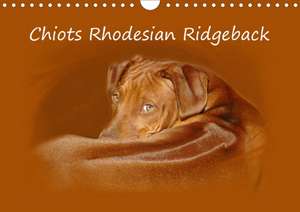 Chiots Rhodesian Ridgeback (Calendrier mural 2020 DIN A4 horizontal) de Anke van Wyk - www. germanpix. net