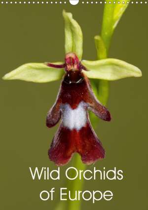 Wild Orchids of Europe (Wall Calendar 2020 DIN A3 Portrait) de Ray Wilson