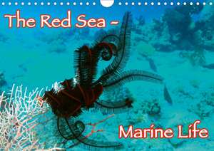 The Red Sea - Marine Life (Wall Calendar 2020 DIN A4 Landscape) de Lars Eberschulz