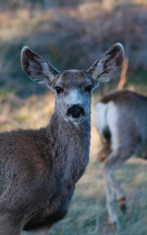 Wunderlich, J: Kid's Petite Deer Journal