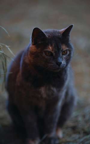 Wunderlich, J: Kid's Petite Barn Cat Journal