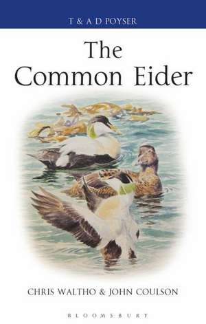 The Common Eider de Chris Waltho