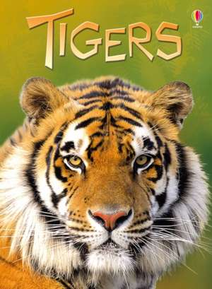 Tigers de James Maclaine