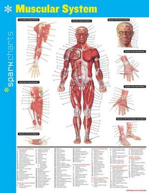 Muscular System Sparkcharts de Sparknotes