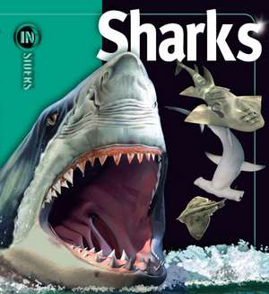 Sharks de Beverly McMillan