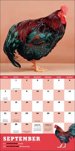 Extraordinary Chickens 2025 Wall Calendar de Stephen Green-Armytage