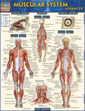 Muscular System Advanced de BarCharts Inc