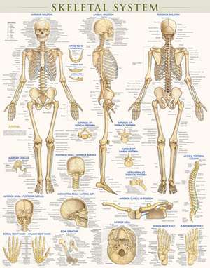 Skeletal System-Laminated de BarCharts Inc