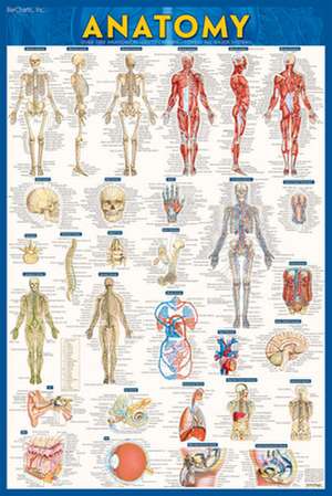 Anatomy-Laminated de BarCharts Inc