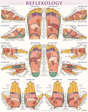 Reflexology-Laminated de BarCharts Inc