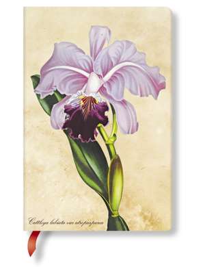 PAINTED BOTANICALS BRAZILIAN ORCHID MINI de LIN