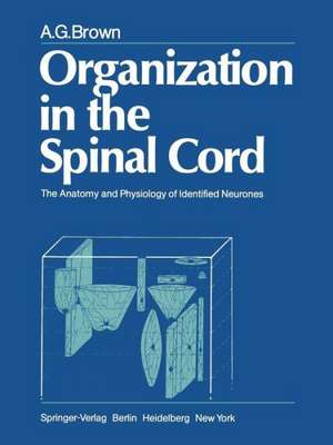 Organization in the Spinal Cord: The Anatomy and Physiology of Identified Neurones de A. G. Brown