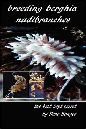 Breeding Berghia Nudibranches the Best Kept Secret de Dene Banger