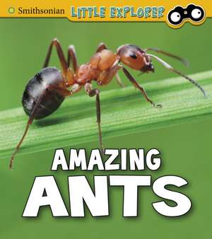 Amazing Ants de Megan Cooley Peterson