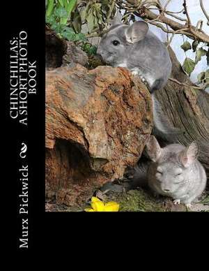 Chinchillas de Murx Pickwick