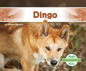 DINGO