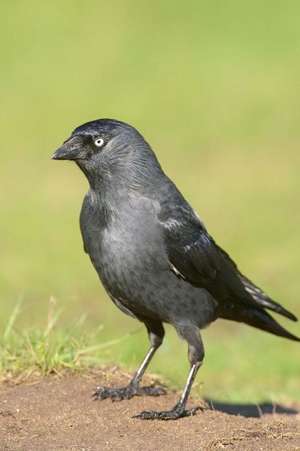 Western Jackdaw (Corvus Monedula) Bird Journal de Press, Benton