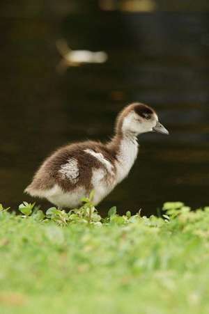 Baby Egyptian (Apocheri Aegyptiaca) Gosling Goose Journal de Cs Creations