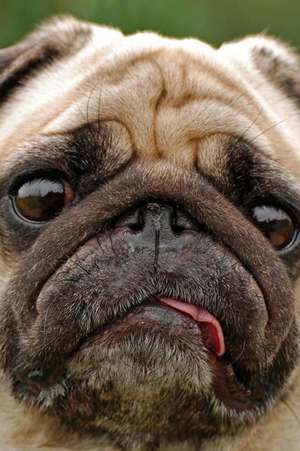 No More Bacon? Sad Pug Dog Journal de Cs Creations