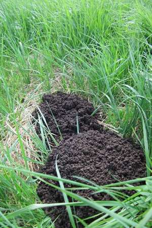 Not a Mountain It's a Molehill de Unique Journal