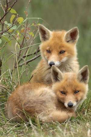 Two Adorable Little Red Fox Baby Kits Journal de Cs Creations