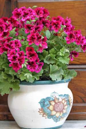 Pretty Pink Petunias in a Rustic Italian Pot Journal de Cs Creations