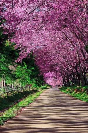 A Cherry Blossom Pathway in Chiang Mai Thailand Journal de Cs Creations