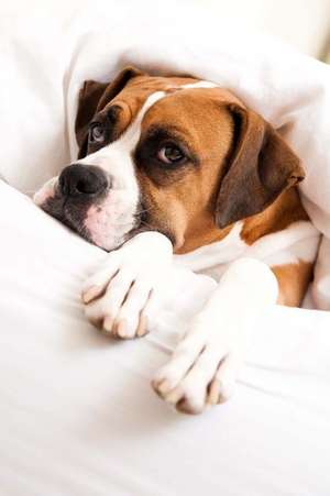 Sleepy Boxer Dog Under the Covers in Bed Journal de Cs Creations