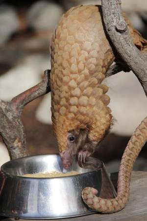 Tree Pangolin (Manis Tricuspis) Journal de Cs Creations