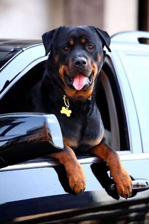 Jump In, We're Going to the Mall! Happy Rottweiler Dog Journal de Cs Creations