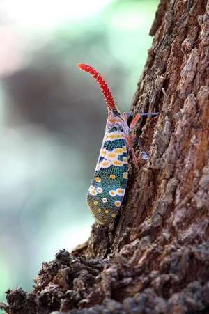 Pyrops Candelaria on Longan Tree in Thailand Journal de Cool Image