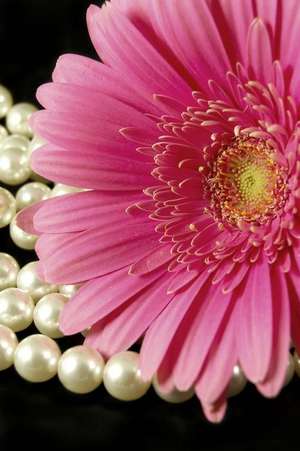 A Lovely Pink Gerbera Daisy and Pearls Journal de Cs Creations