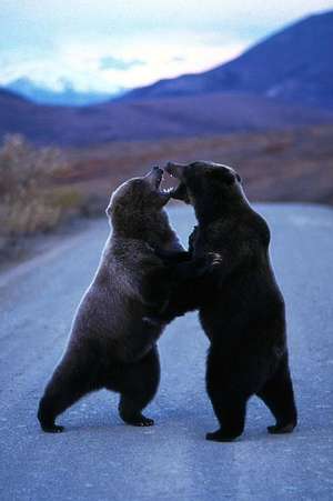 Two Grizzly Bears Fighting in the Road Journal de Cool Image