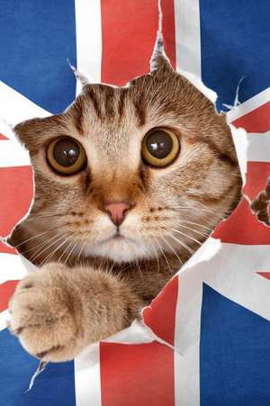 British Cat Breaking Free Journal de Cool Image