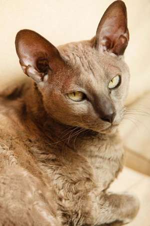 Egyptian Mau Cat Checking You Out Journal de Cool Image