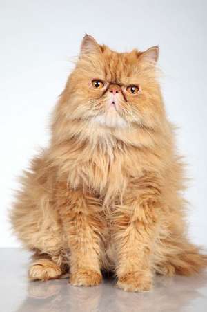 Ginger Persian Cat Journal de Cool Image