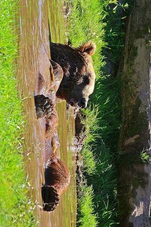Brown Bear Taking a Bath in a Mud Puddle de Unique Journal