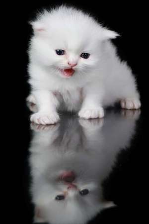 White Persian Cat Meowing at Her Reflection Journal de Cool Image